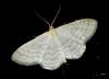 Idaea subsericeata